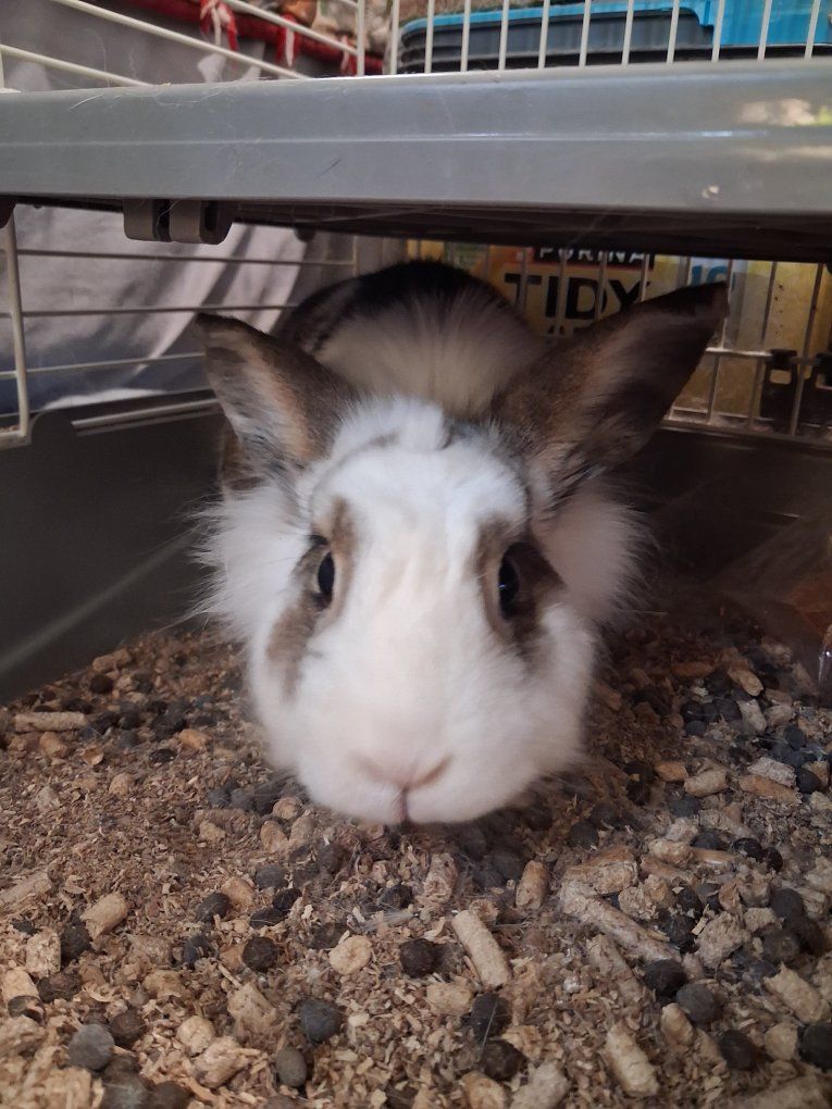 pet rabbit