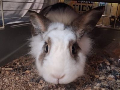 pet rabbit
