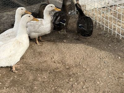 3 Healthy Mallard Ducks – $25 Each