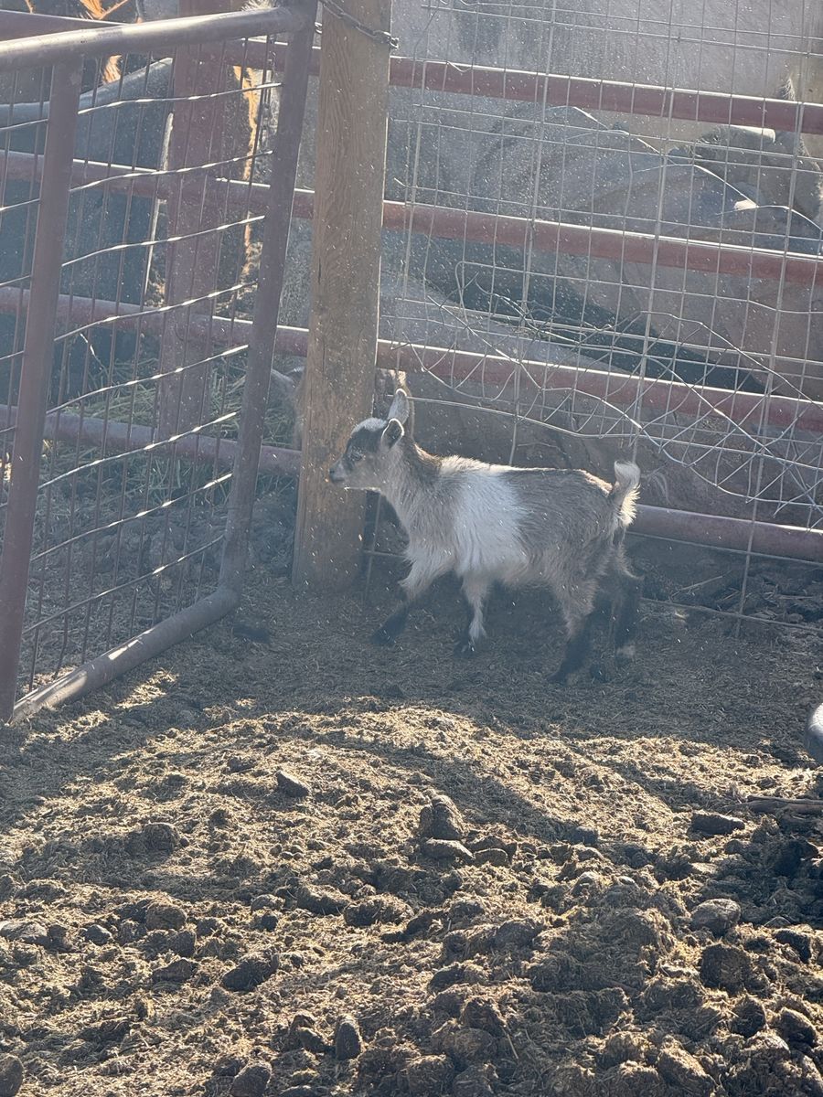 Nigerian dwarf goats