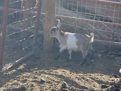 Nigerian dwarf goats