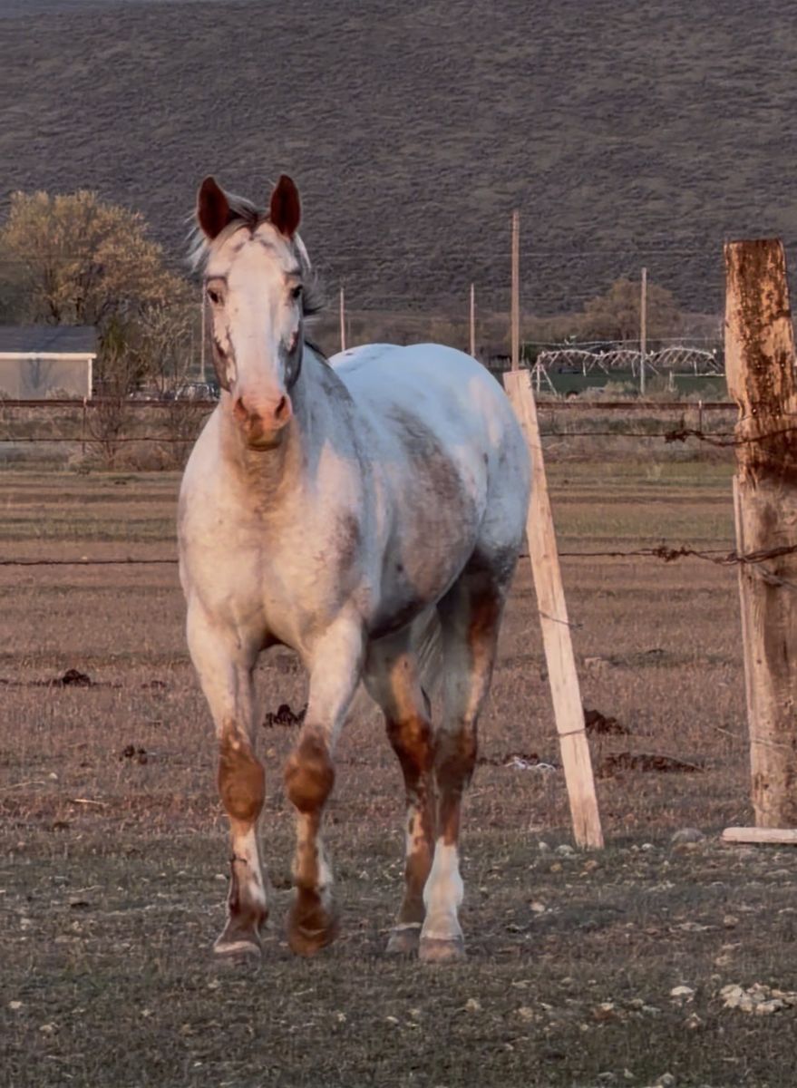 Project Appaloosa gelding horse