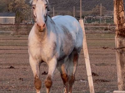 Project Appaloosa gelding horse