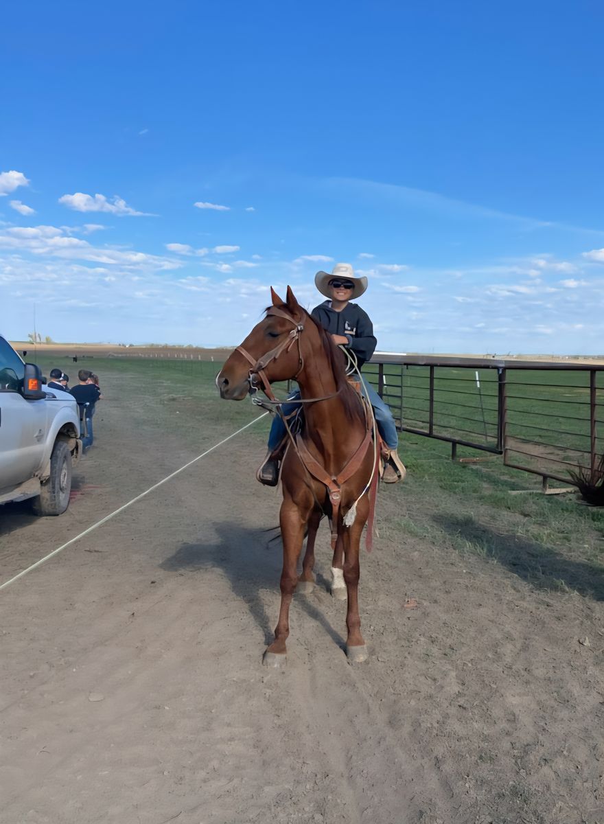 Ranch/rope horse Beginner/ kid safe