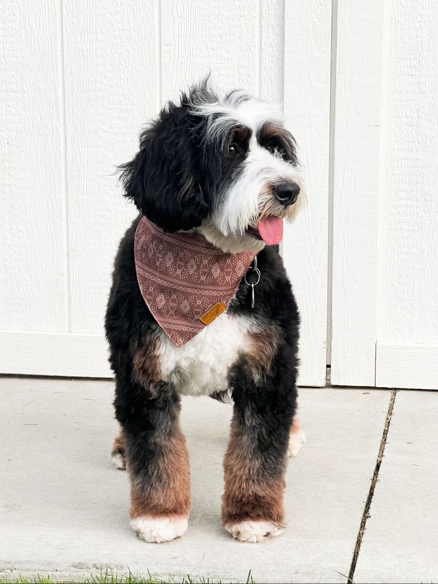 Mini Bernedoodle!