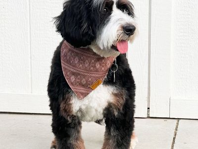 Mini Bernedoodle!
