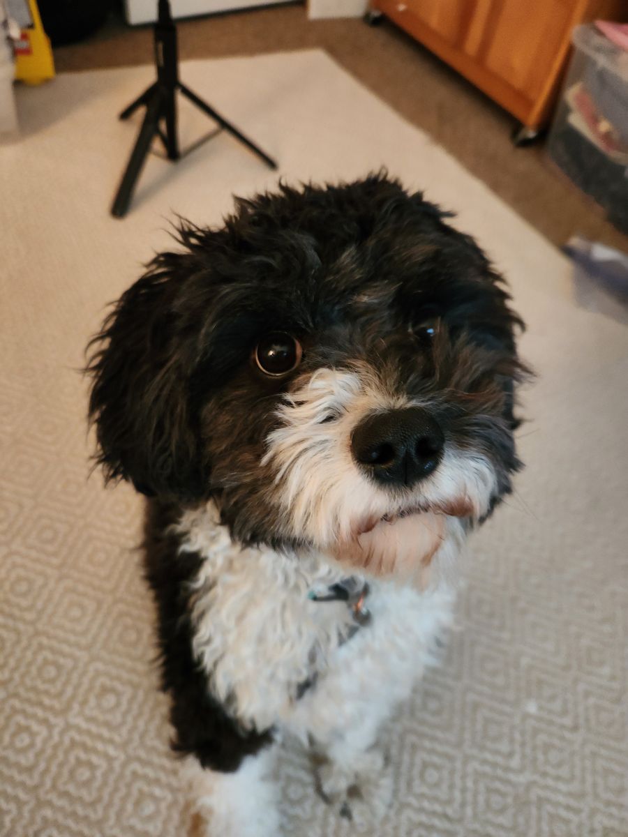 Rehoming 3 Year Old Cavapoo