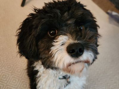 Rehoming 3 Year Old Cavapoo