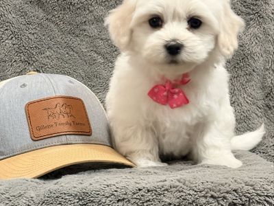 Darling Coton de Tulear Puppies!