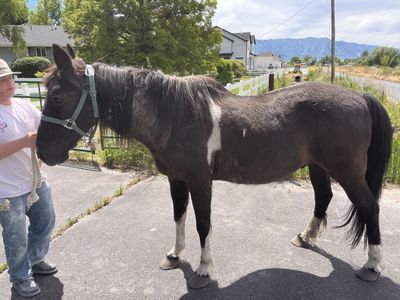 Gelding Fox trotter