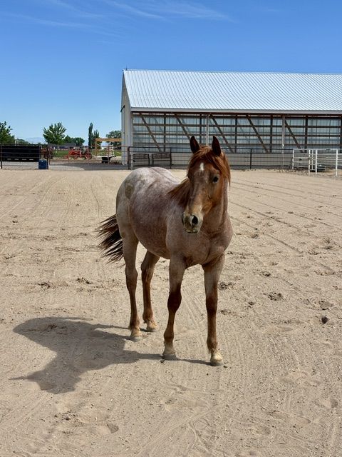 Stud Colt Yearling