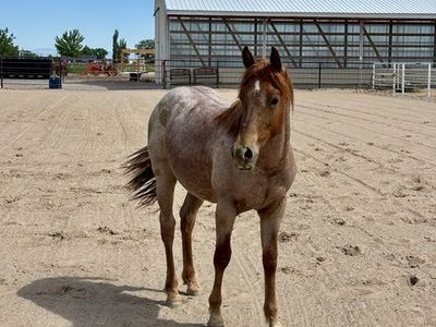 Stud Colt Yearling
