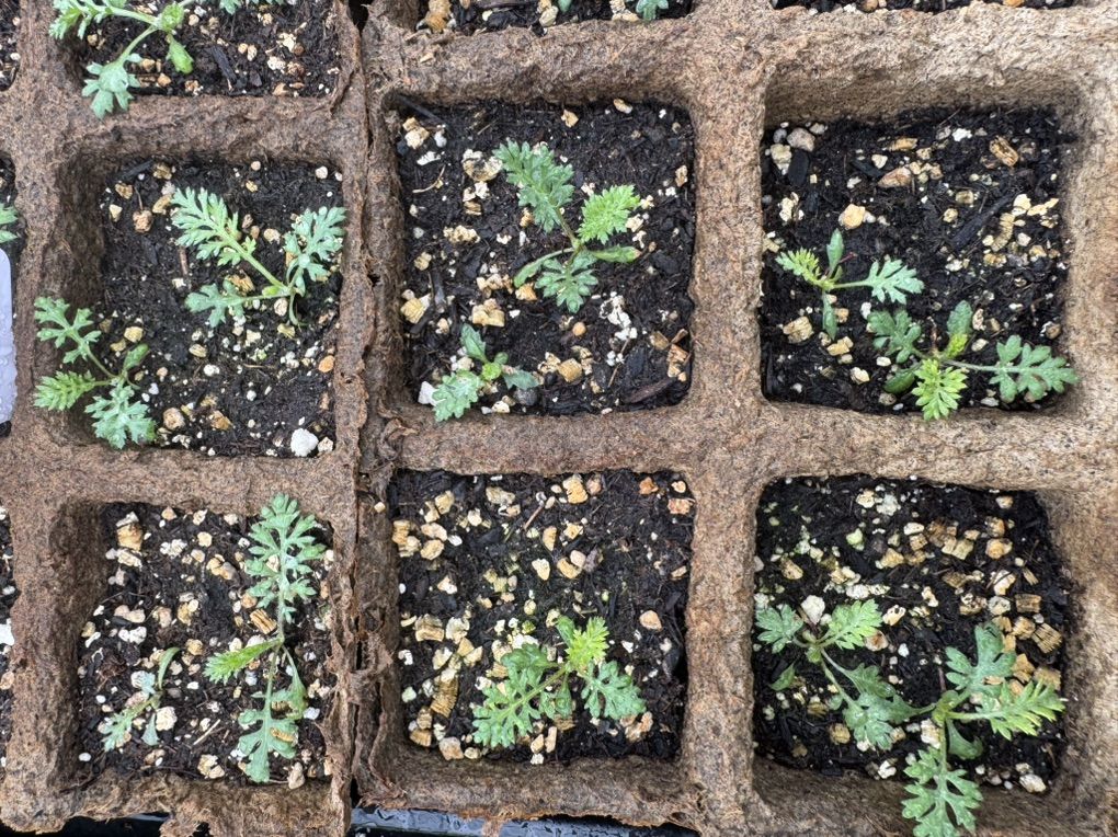 Flowerburst Red Shades Yarrow