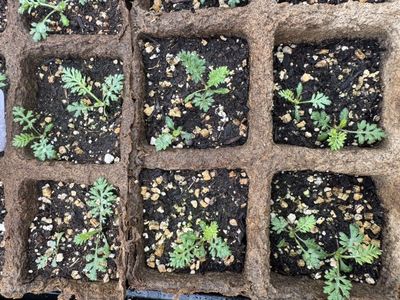 Flowerburst Red Shades Yarrow