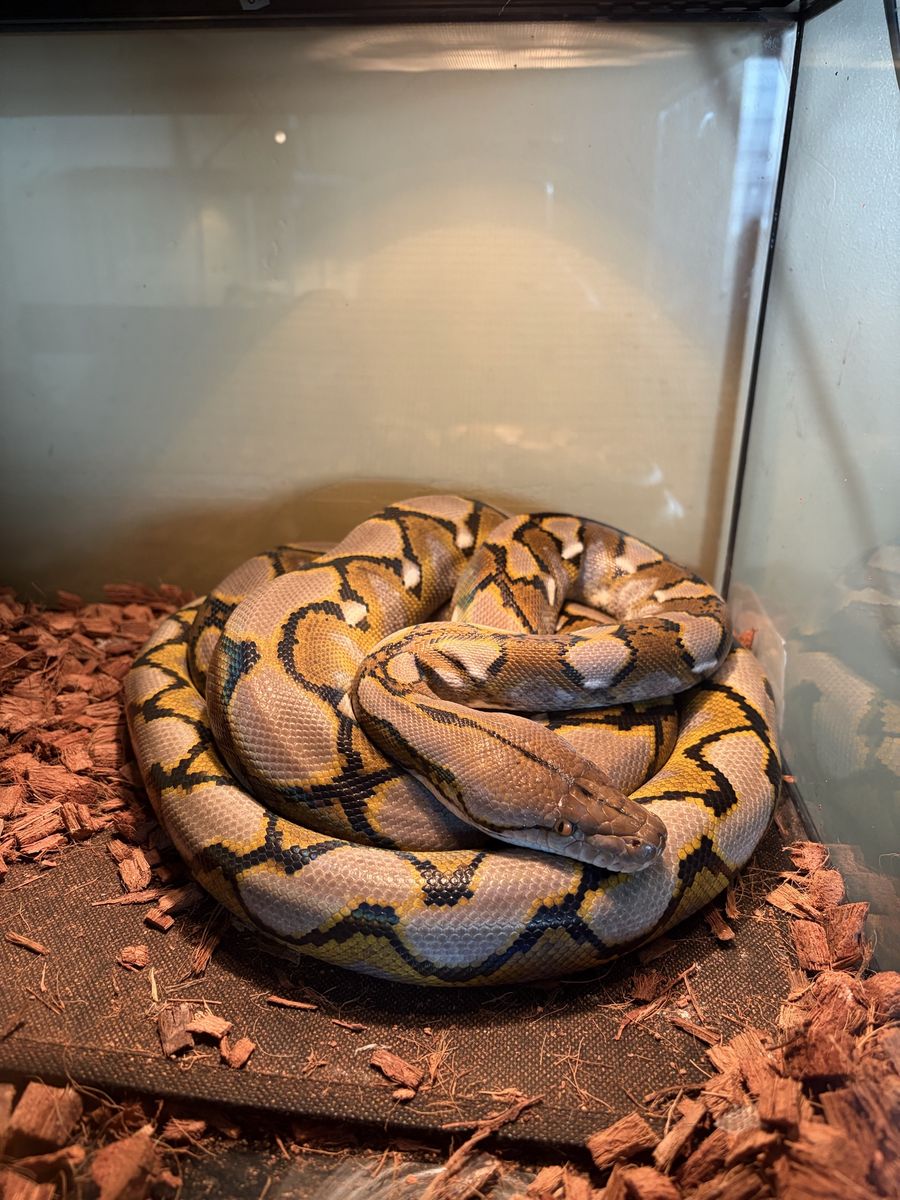 Reticulated and ball pythons, boas