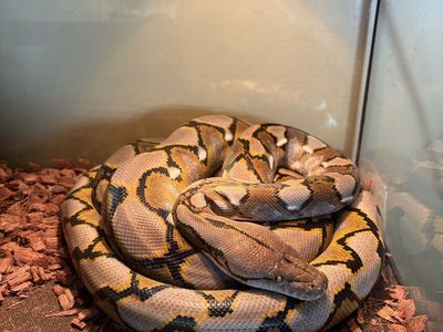 Reticulated and ball pythons, boas