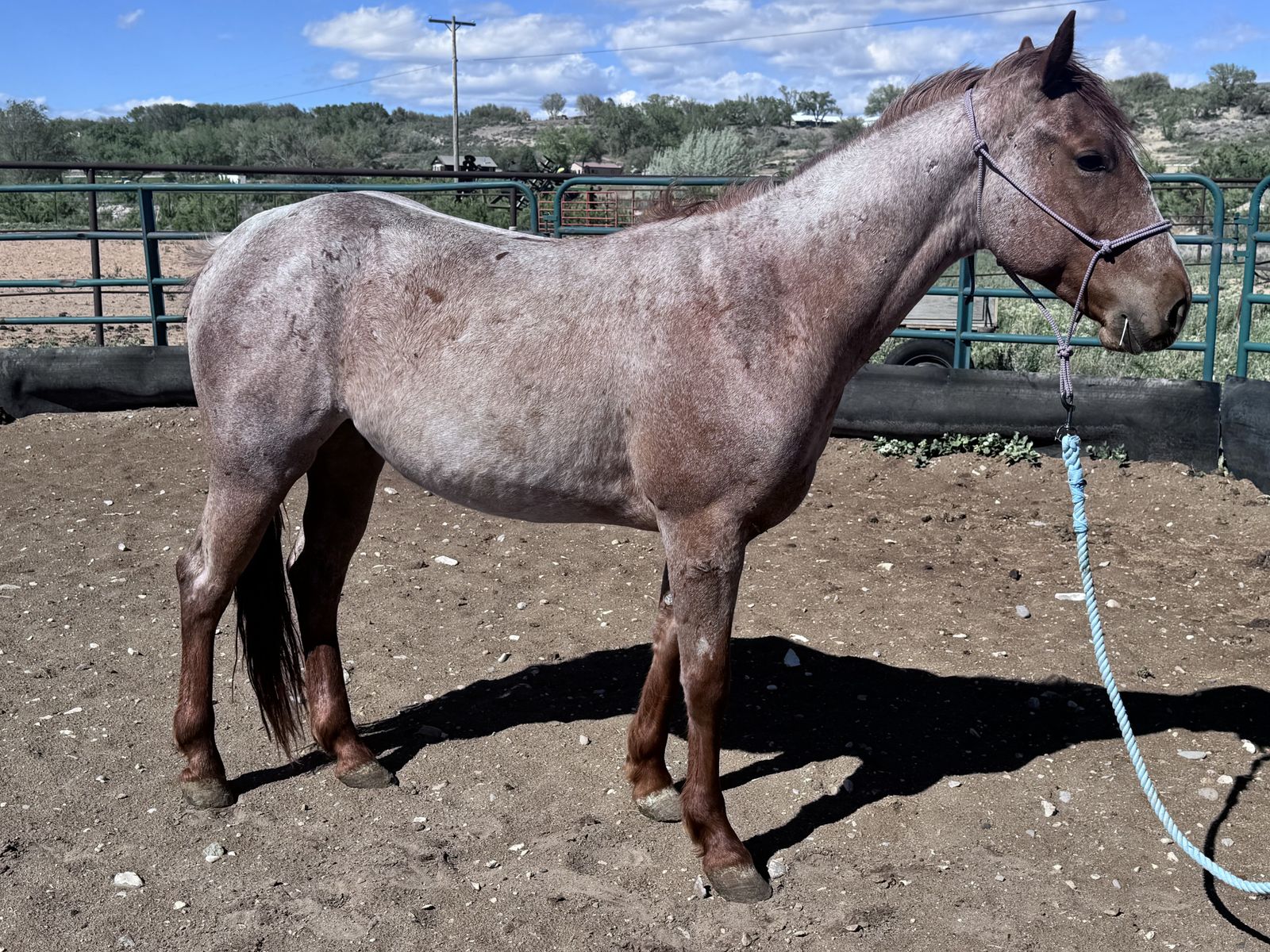 AQHA Red Roan Gelding