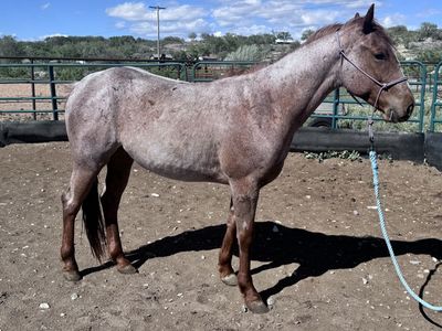 AQHA Red Roan Gelding