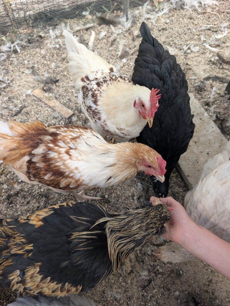 Beautiful 13-Week Barnyard Mix Cockerels (Colored Egg Genetics!) - $10 each or 4 for $25 (Layton)
