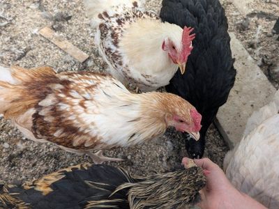 Beautiful 13-Week Barnyard Mix Cockerels (Colored Egg Genetics!) - $10 each or 4 for $25 (Layton)