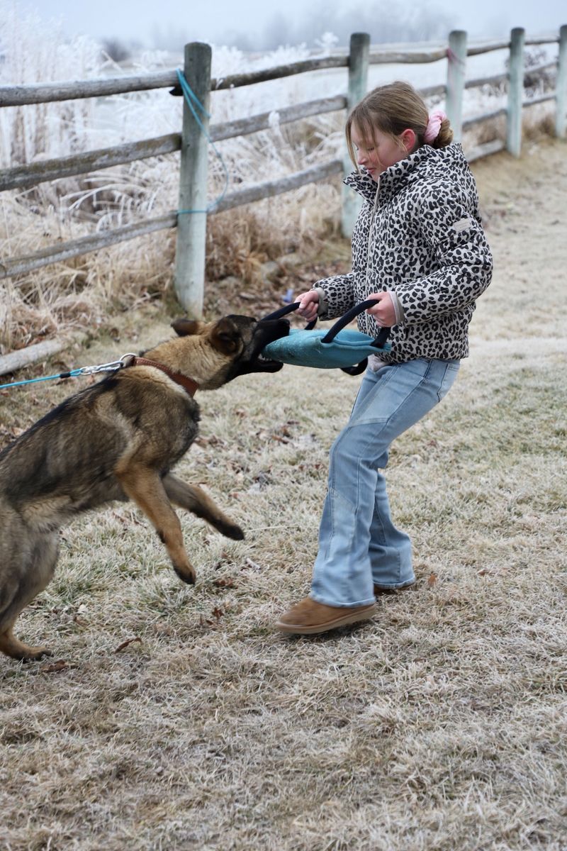 Dex 11 month old GSD