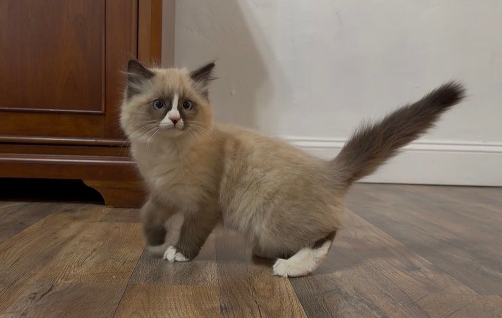 Siberian Forest Kittens