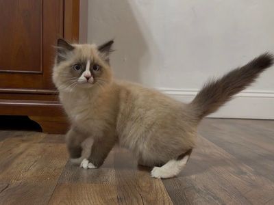 Siberian Forest Kittens