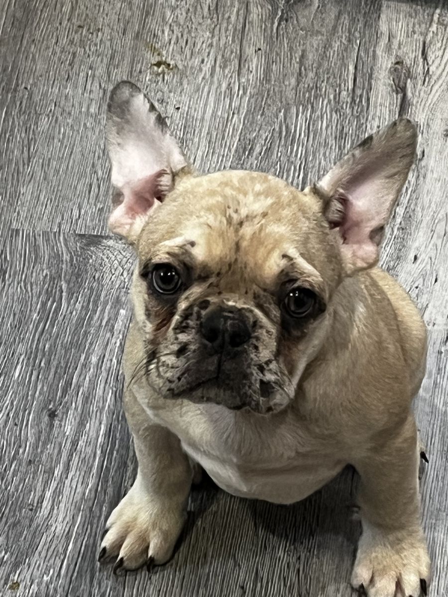 AKC MALE FRENCH BULLDOG