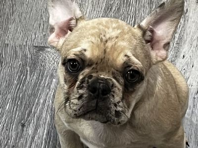 AKC MALE FRENCH BULLDOG