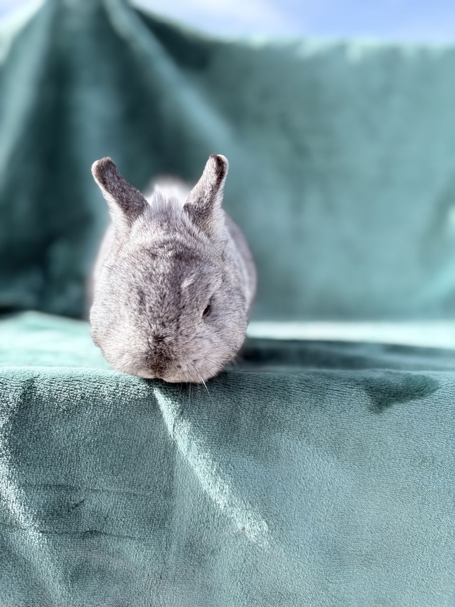 Chinchilla Netherland Dwarf, bunny Rabbit Buck