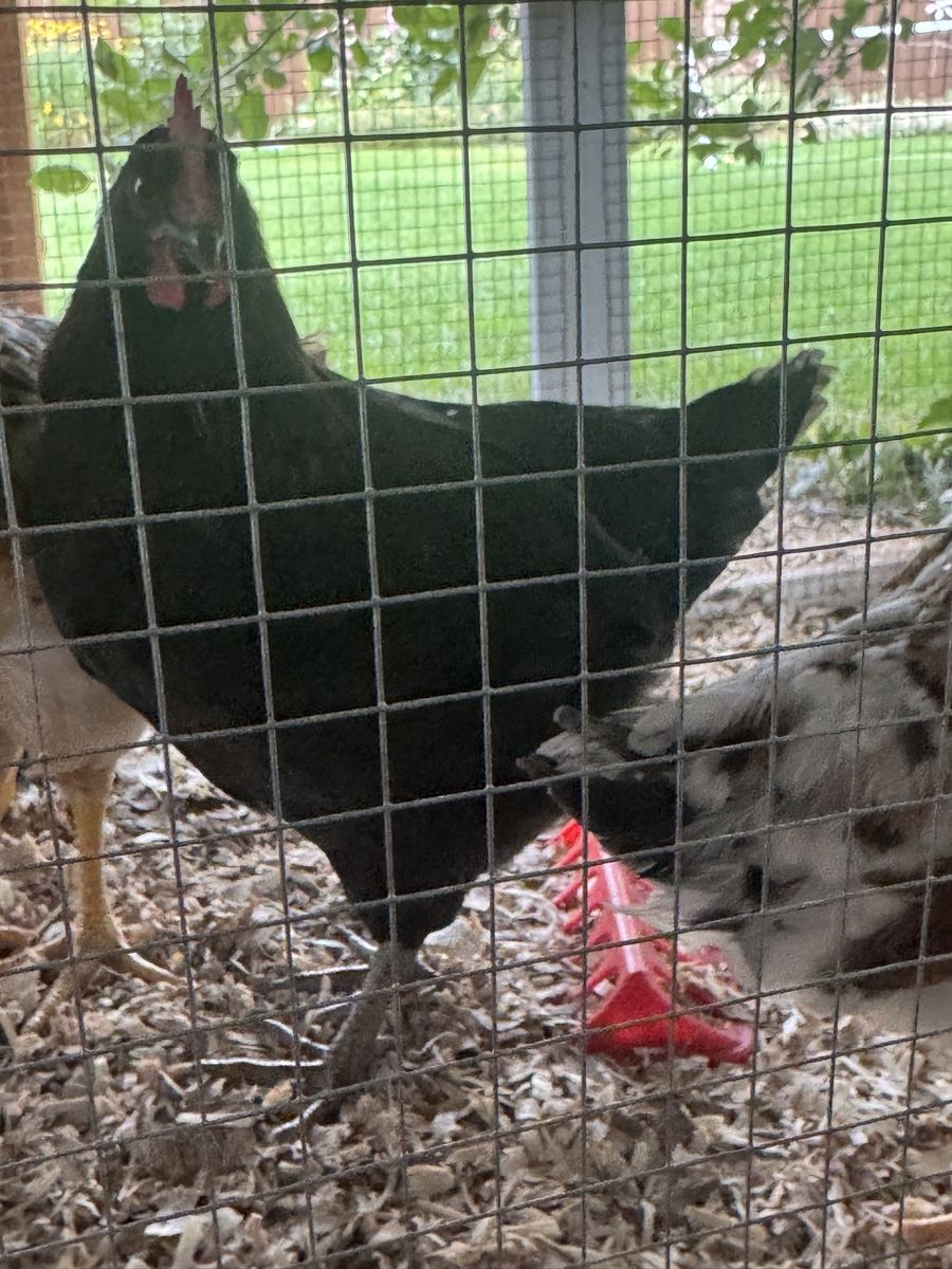 8 week old rooster for free