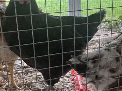8 week old rooster for free