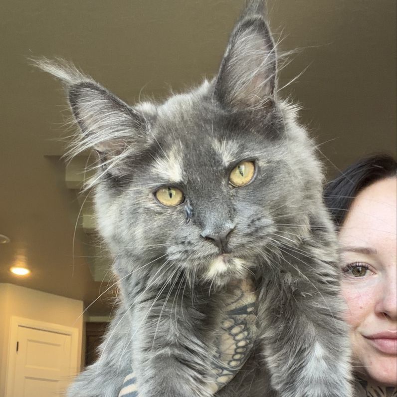 Blue tortie female Maine coon - CFA