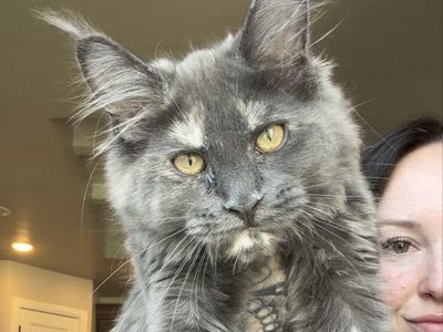 Blue tortie female Maine coon - CFA