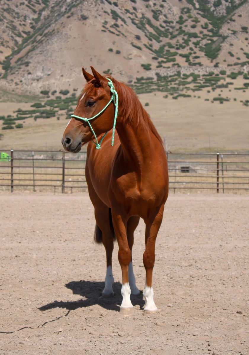 Horse