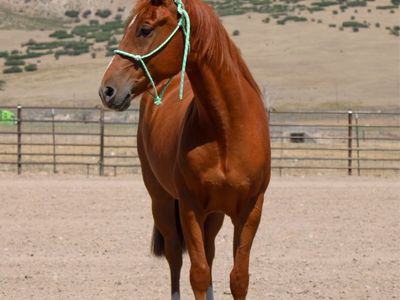 Horse