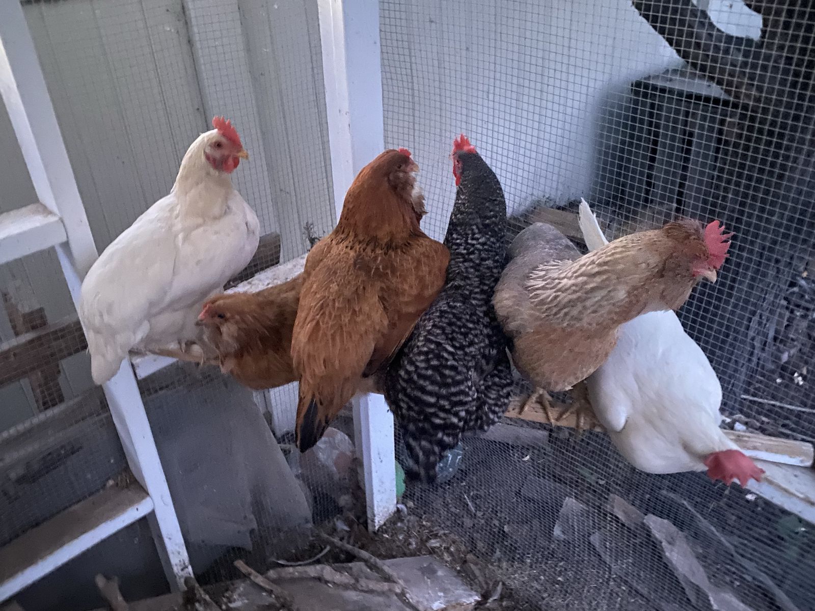 Laying Chickens