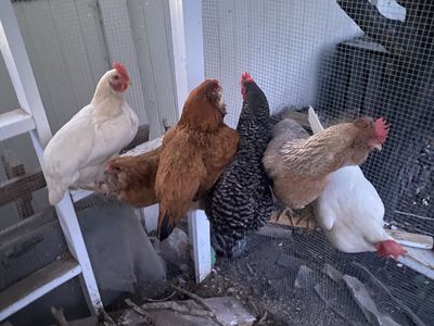 Laying Chickens