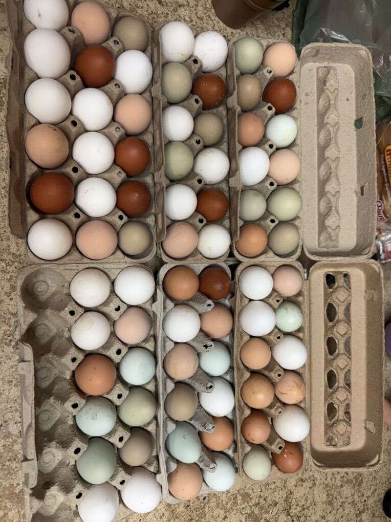 Farm Fresh Eggs