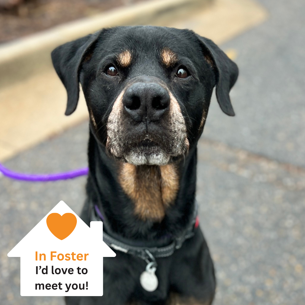 Hello my name is Ranger