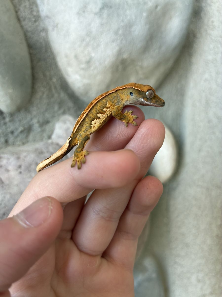 Crested Gecko Juvenile - Unsexed Reptile Pet