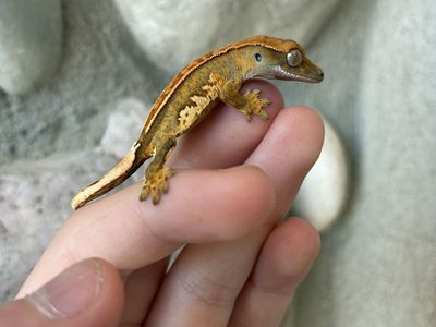 Crested Gecko Juvenile - Unsexed Reptile Pet