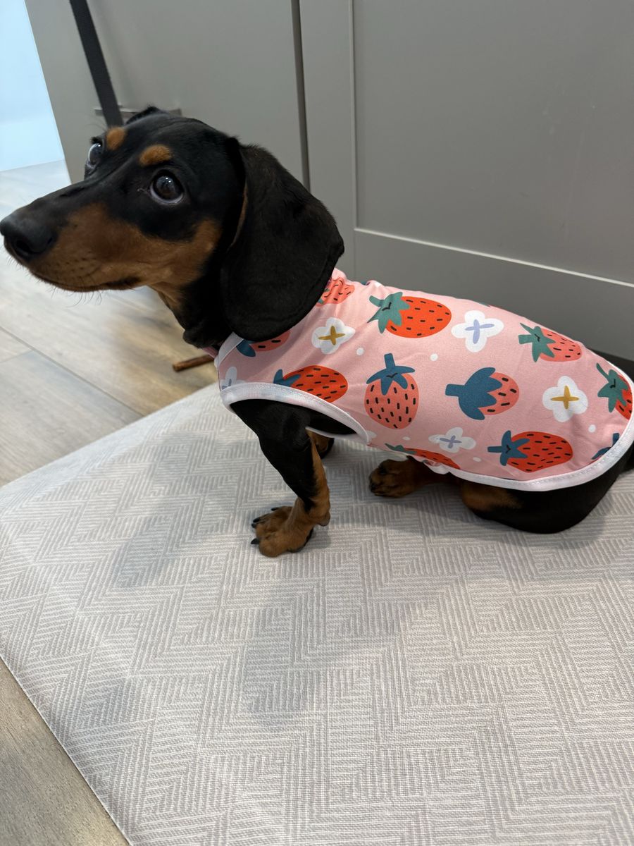 Miniature Dachshund