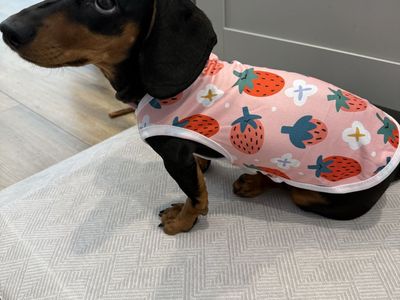 Miniature Dachshund