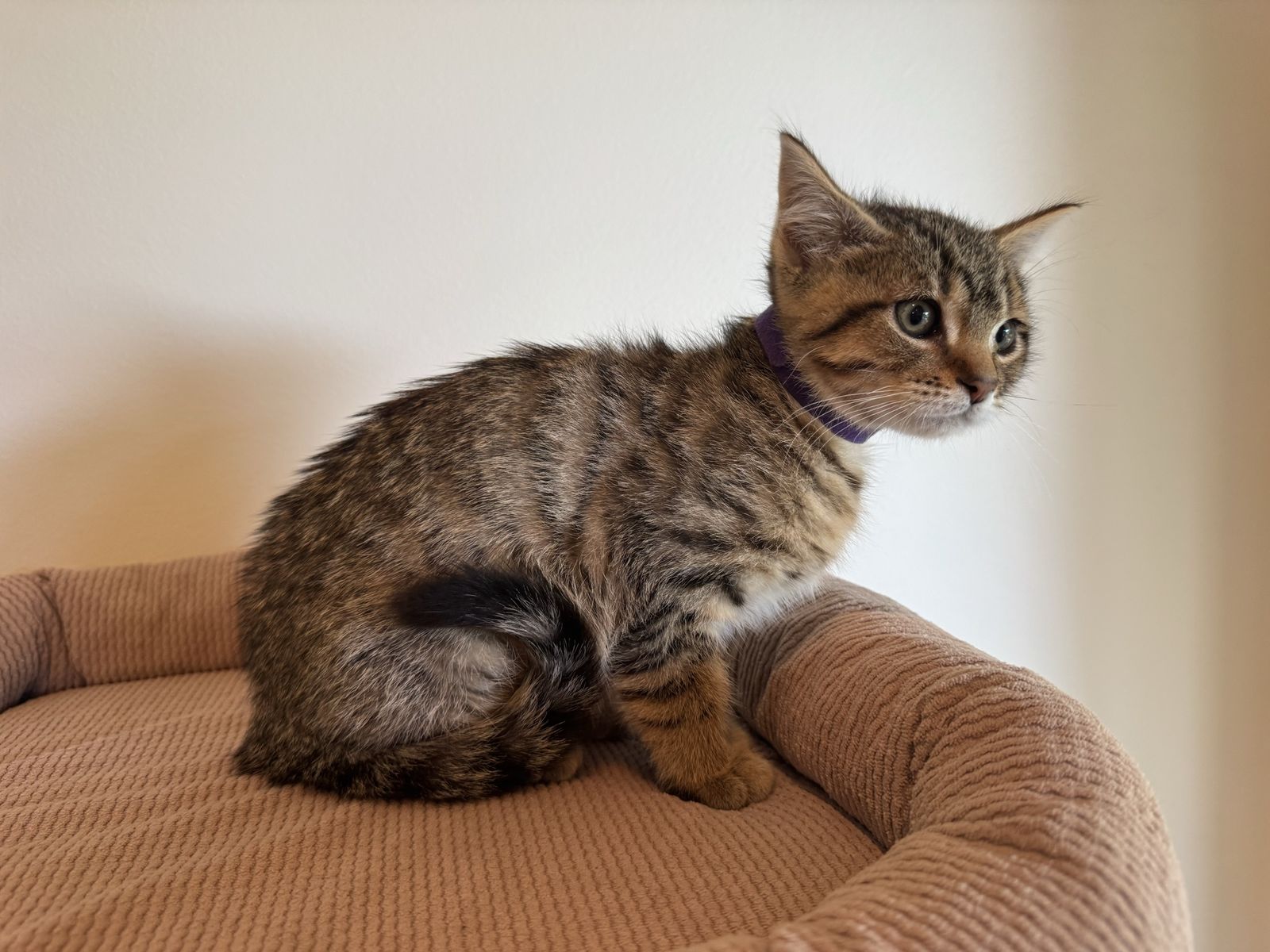 Rescue Kittens