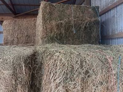 Premium Alfalfa Hay Bales