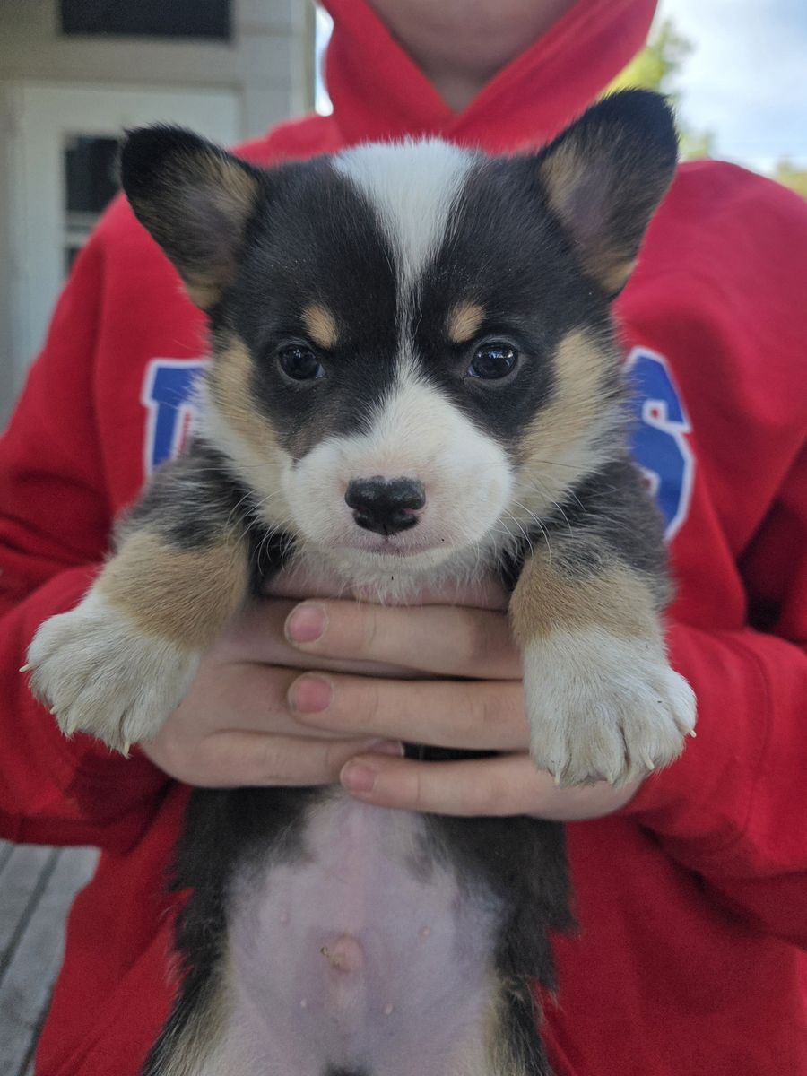 AKC Pembroke Welsh Corgi- Lifetime Health Guaranteed