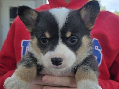 AKC Pembroke Welsh Corgi- Lifetime Health Guaranteed