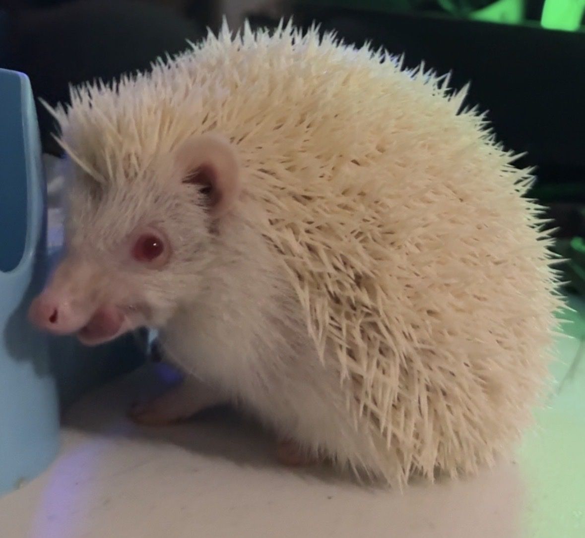 Albino African Pygmy Hedgehog