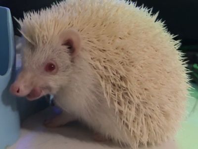 Albino African Pygmy Hedgehog